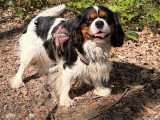 Mâle Cavalier King Charles LOF confirmé dipsonible pour saillie