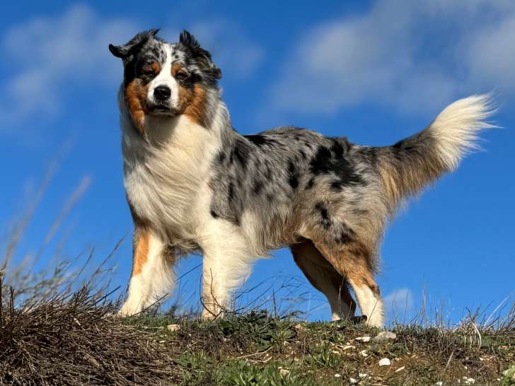 Mâle Berger Australien disponible pour saillie