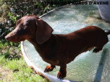 Chienne Teckel kaninchen LOF à vendre, femelle fauve 13 mois