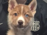 Chiot femelle Husky de Sibérie chocolat agouti non LOF à vendre
