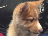 Chiot femelle Husky de Sibérie chocolat agouti non LOF à vendre