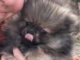 Chiot Spitz nain mâle sable inscrit au LOF disponible