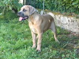 3 chiots femelles Cane Corso LOF disponibles à la vente