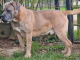 3 chiots femelles Cane Corso LOF disponibles à la vente