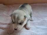 6 chiots Husky de Sibérie inscrits au LOF à réserver