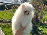 Chiot Spitz nain mâle blanc à vendre non LOF né en octobre 2025