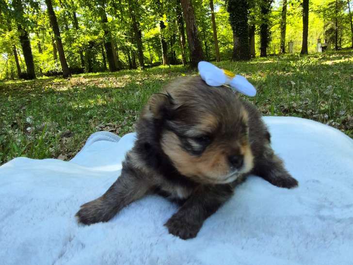 Magnifiques véritables Spitz Nains Poméraniens LOF à réserver