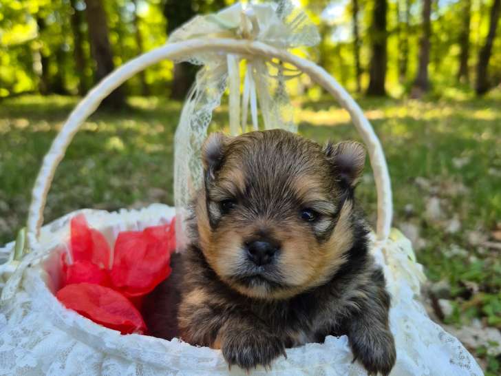 Magnifiques véritables Spitz Nains Poméraniens LOF à réserver