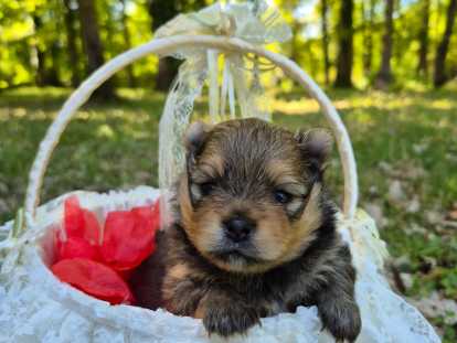 Magnifiques véritables Spitz Nains Poméraniens LOF à réserver