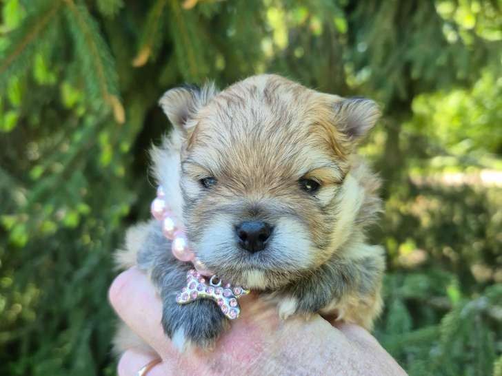 Derniere Magnifique véritable Spitz Naine Poméranienne LOF à réserver
