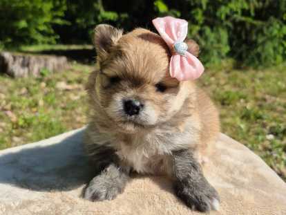 Derniere Magnifique véritable Spitz Naine Poméranienne LOF à réserver