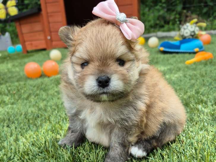 Derniere Magnifique véritable Spitz Naine Poméranienne LOF à réserver