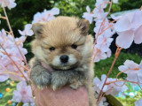 Derniere Magnifique véritable Spitz Naine Poméranienne LOF à réserver