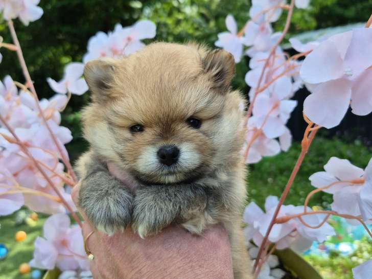 Derniere Magnifique véritable Spitz Naine Poméranienne LOF à réserver