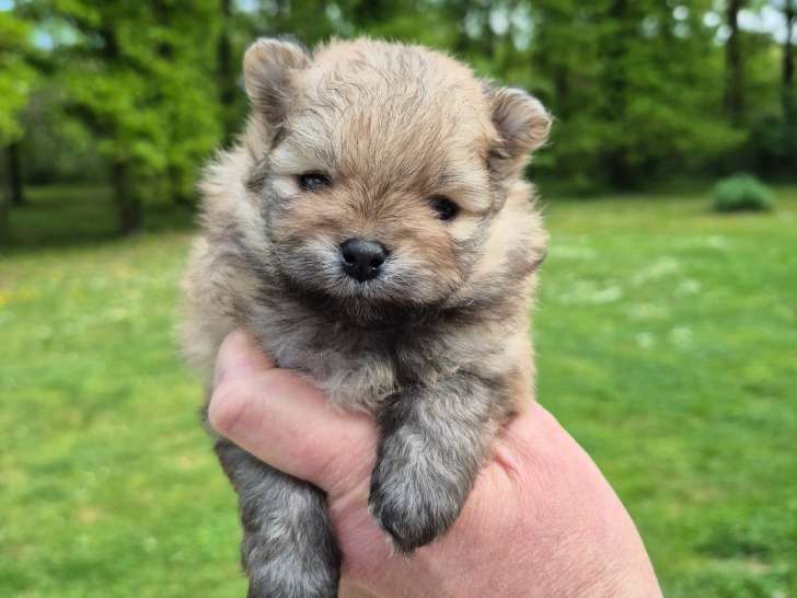 Superbes chiots Spitz Nain Poméranien LOF à réserver