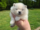 Superbes chiots Spitz Nain Poméranien LOF à réserver