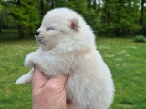 Superbes chiots Spitz Nain Poméranien LOF à réserver