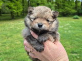 Superbes chiots Spitz Nain Poméranien LOF à réserver