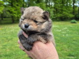 Superbes chiots Spitz Nain Poméranien LOF à réserver