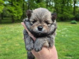 Superbes chiots Spitz Nain Poméranien LOF à réserver