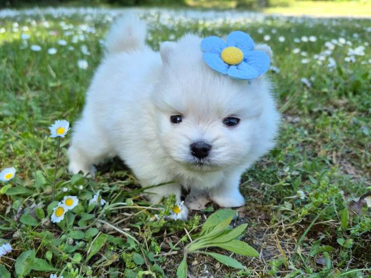 Superbes chiots Spitz Nain Poméranien LOF à réserver