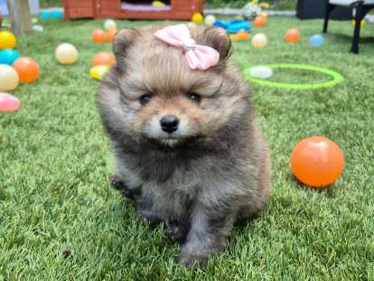 Superbes chiots Spitz Nain Poméranien LOF à réserver