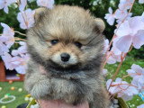 Superbes chiots Spitz Nain Poméranien LOF à réserver