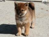 Portée de 2 chiots Shiba fauves LOF nés en janvier 2026 en vente