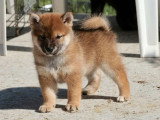 Portée de 2 chiots Shiba fauves LOF nés en janvier 2026 en vente