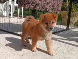 Portée de 2 chiots Shiba fauves LOF nés en janvier 2026 en vente