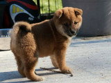 Portée de 2 chiots Shiba fauves LOF nés en janvier 2026 en vente