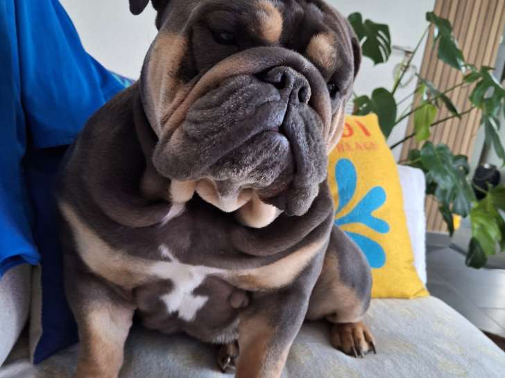 Mâle Bouledogue Anglais disponible pour saillie