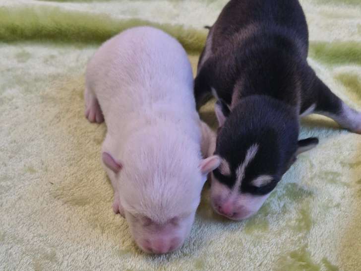 Chiots Pomsky F2 femelles et mâles à réserver