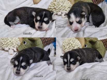 Chiots Pomsky F2 femelles et mâles à réserver