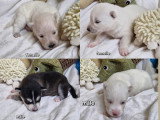 Chiots Pomsky F2 femelles et mâles à réserver