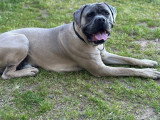 Mâle Cane Corso LOF disponible pour saillie