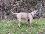 Mâle Cane Corso LOF disponible pour saillie
