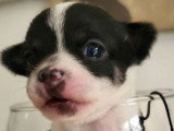 Chiots de type Chihuahua à vendre (2 femelles & 2 mâles)