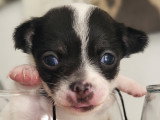 Chiots de type Chihuahua à vendre (2 femelles & 2 mâles)