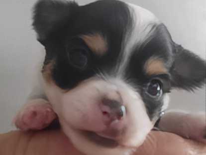 Chiots de type Chihuahua à vendre (2 femelles & 2 mâles)