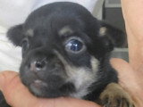 Chiots de type Chihuahua à vendre (2 femelles & 2 mâles)