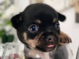 Chiots de type Chihuahua à vendre (2 femelles & 2 mâles)