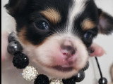 Chiots de type Chihuahua à vendre (2 femelles & 2 mâles)