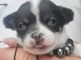Chiots de type Chihuahua à vendre (2 femelles & 2 mâles)