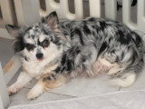 Chiots de type Chihuahua à vendre (2 femelles & 2 mâles)
