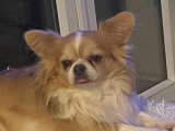 Chiots de type Chihuahua à vendre (2 femelles & 2 mâles)