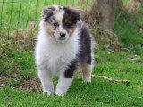 2 chiots Berger Australien bleu merle mâles LOF à vendre