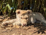 Chiot femelle Chien Loup de Saarloos non LOF disponible à la vente