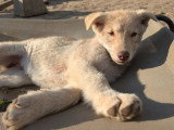 Chiot femelle Chien Loup de Saarloos non LOF disponible à la vente