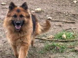 Chienne Berger Allemand LOF 4 ans confirmée à vendre